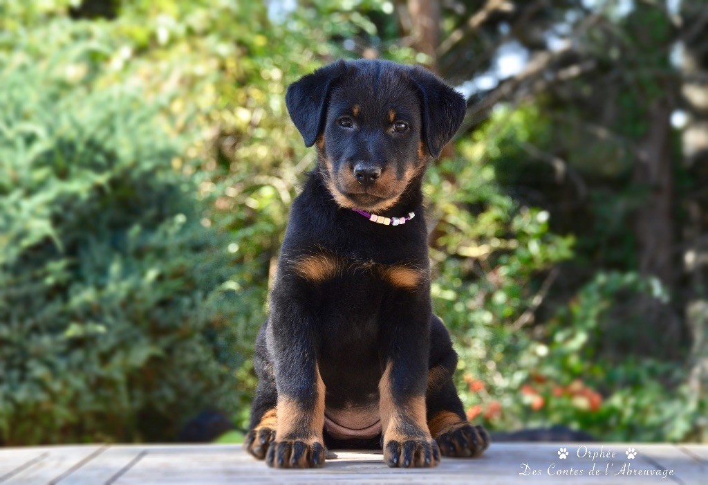 Chiots Arlequin et Noir et Feu